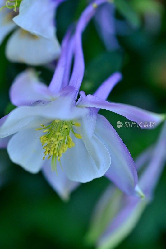 水仙花/耧斗菜花